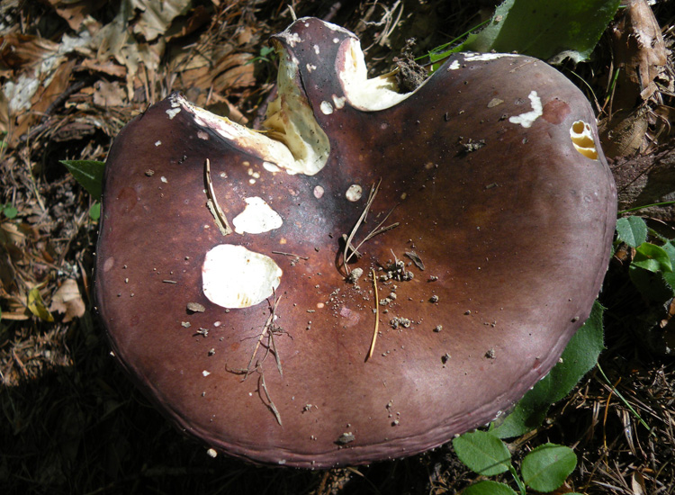 Russula integra?